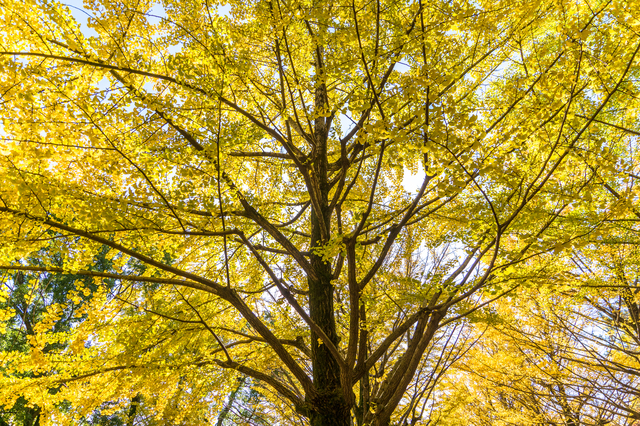 校舎横にある秋の植物